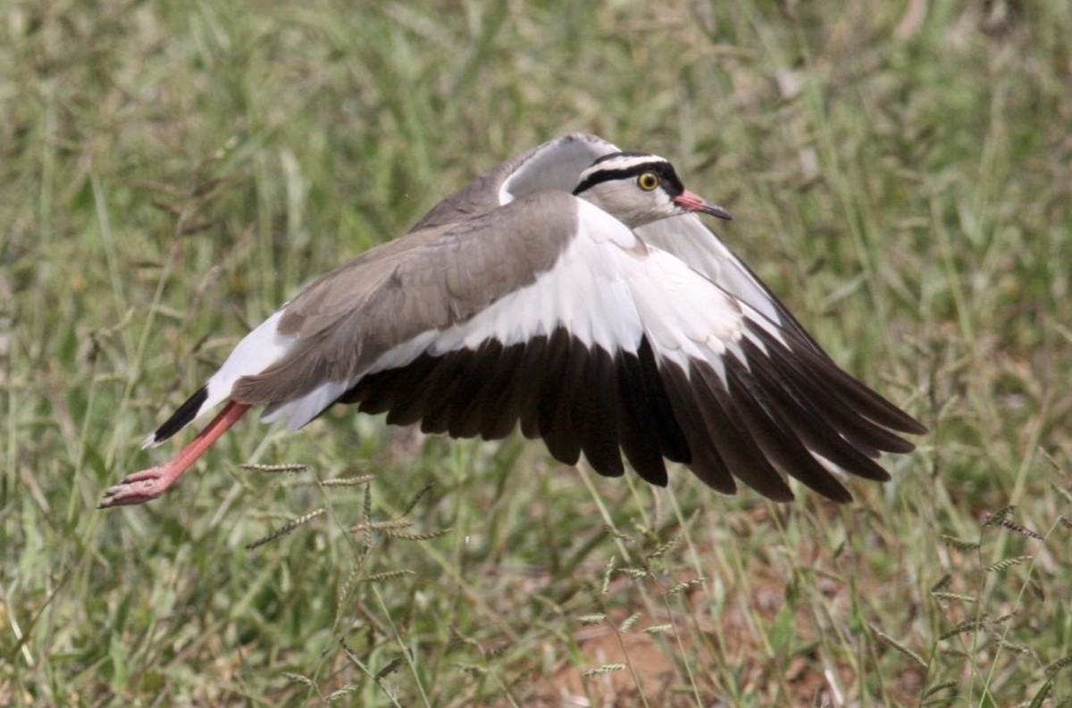 Crowned Lapwing - ML589426001