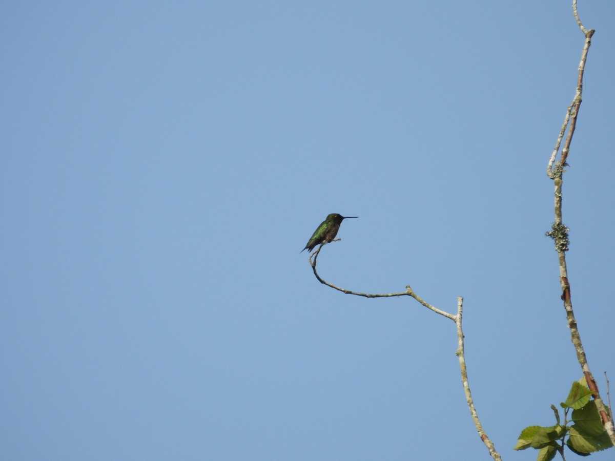 Ruby-throated Hummingbird - ML589426181