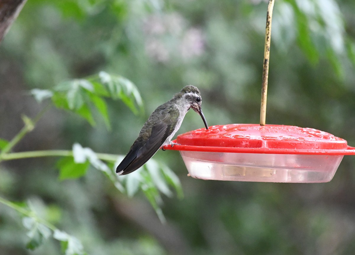 Colibrí Gorjiazul - ML589426381