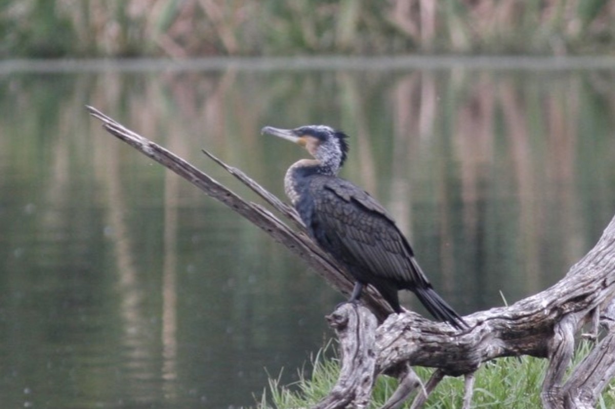 Great Cormorant (White-breasted) - ML589427281