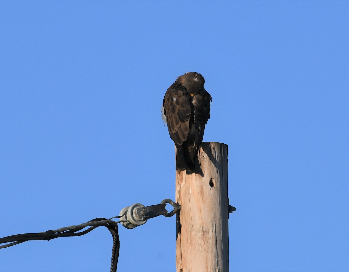 Swainson's Hawk - ML589427361