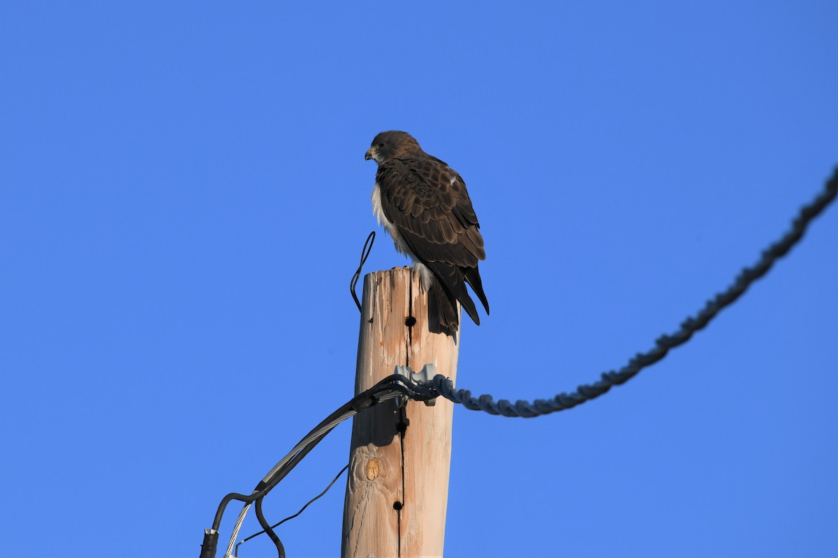 Swainson's Hawk - ML589427371