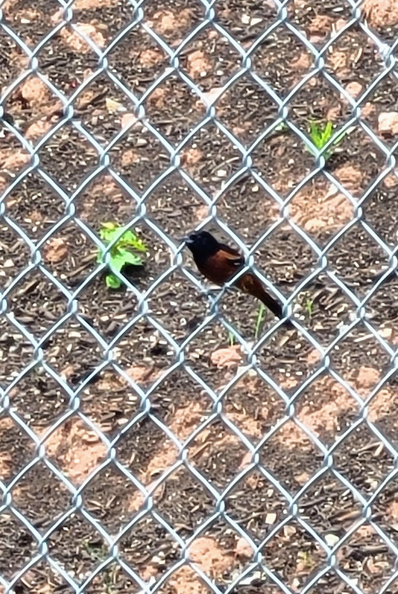 Orchard Oriole - ML589427481