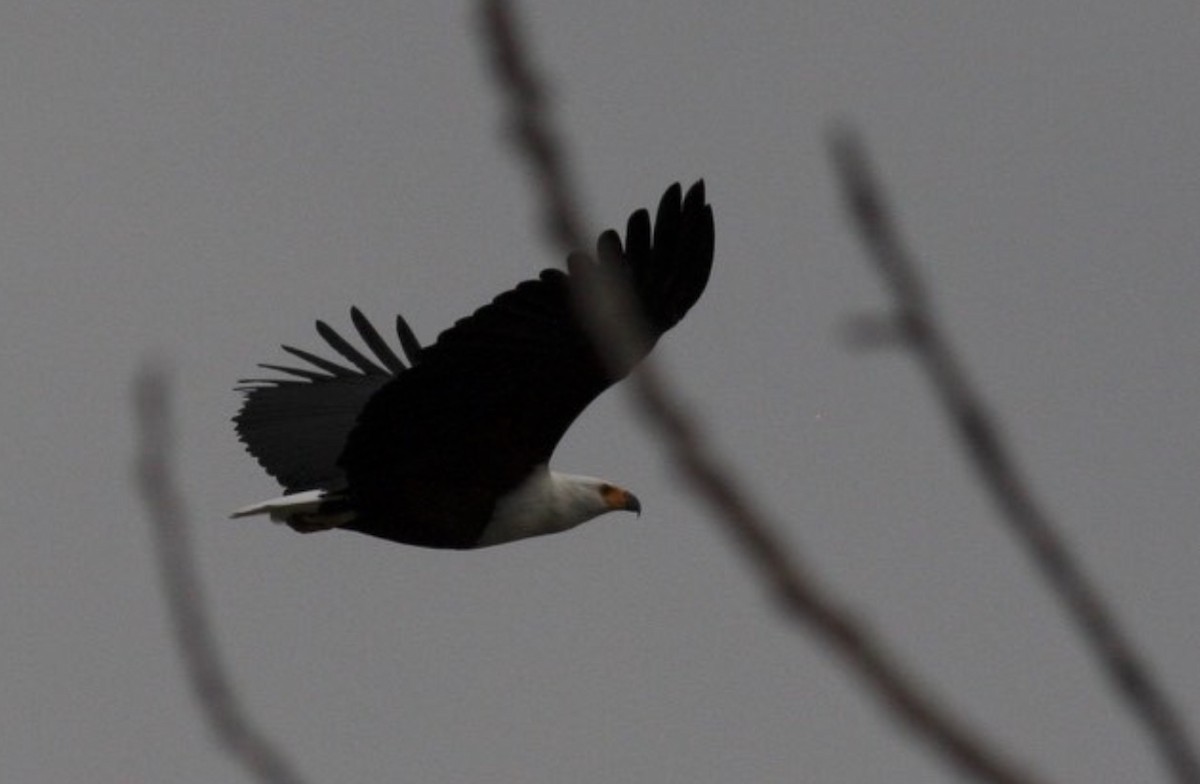 African Fish-Eagle - ML589427551