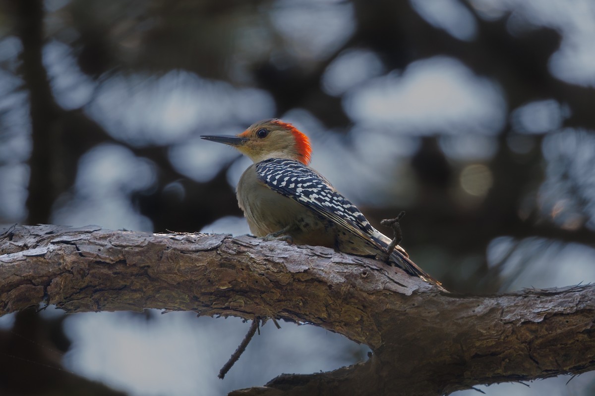 Red-bellied Woodpecker - Neil Broekhuizen