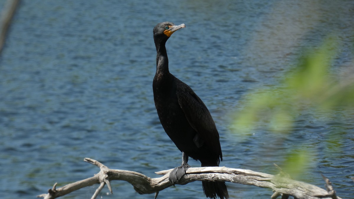 Double-crested Cormorant - ML589428581