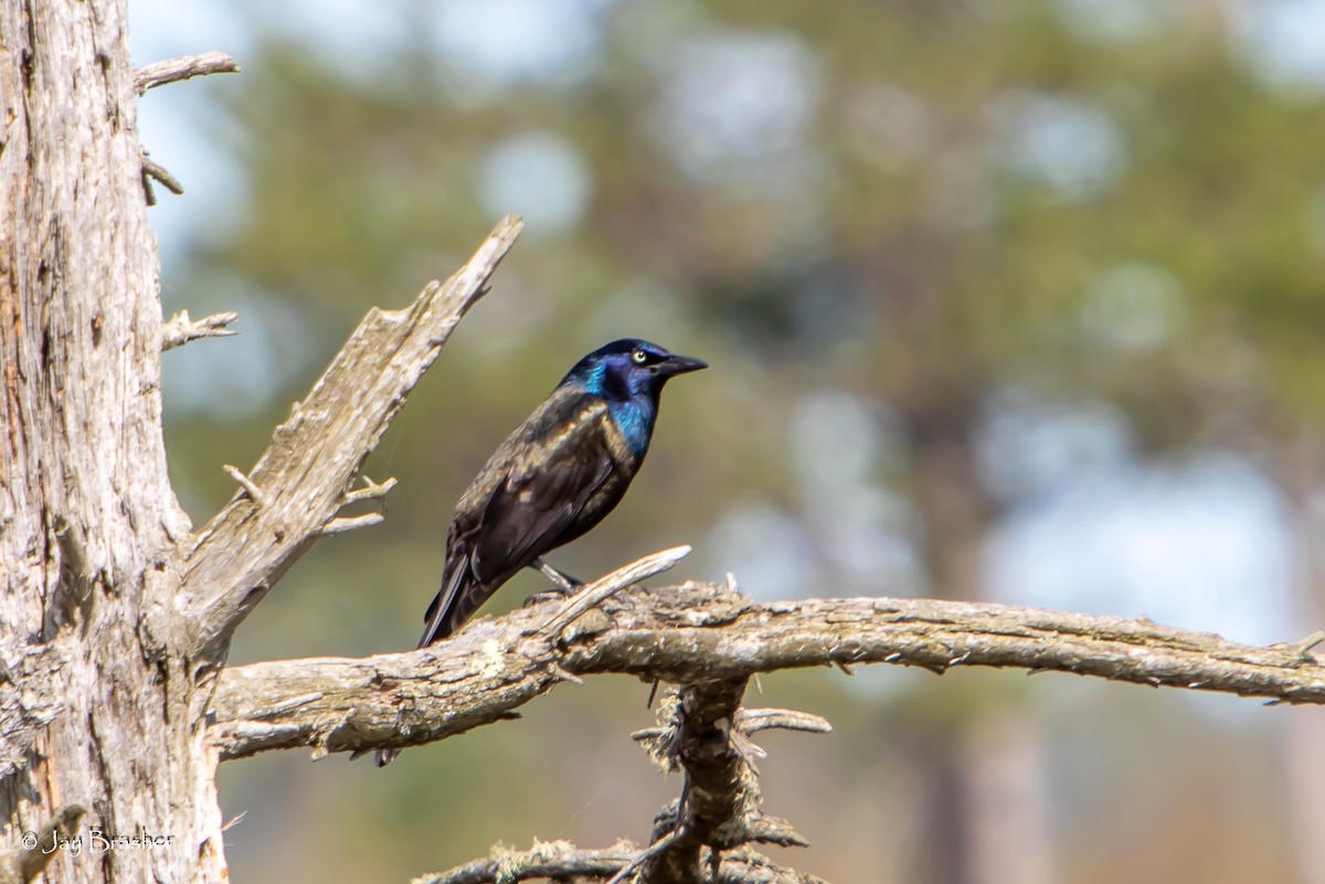 Common Grackle - Jay Brasher