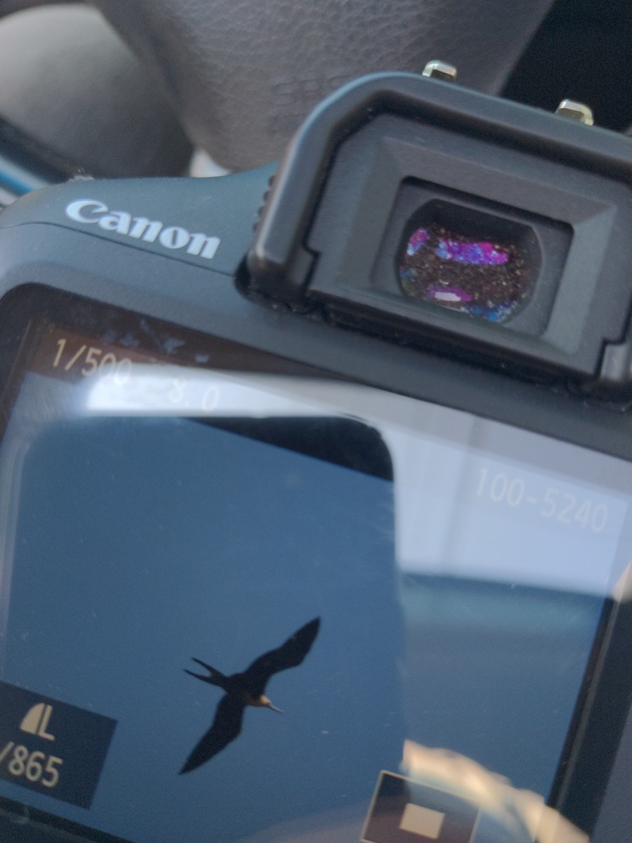 Magnificent Frigatebird - ML589429971