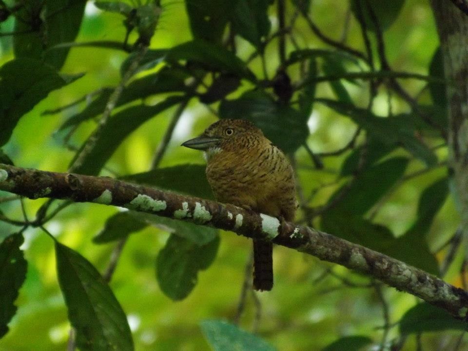 Barred Puffbird - ML589430611