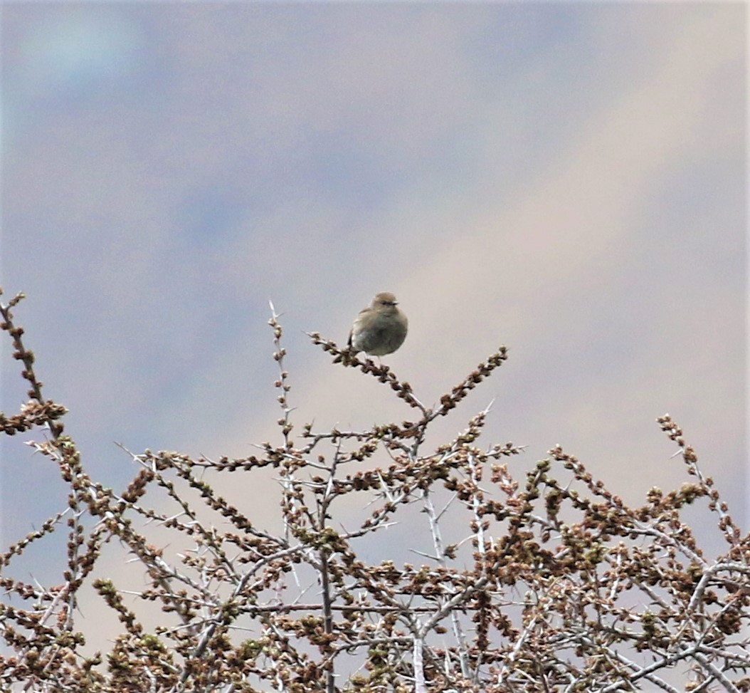 Dunnock - ML589432061