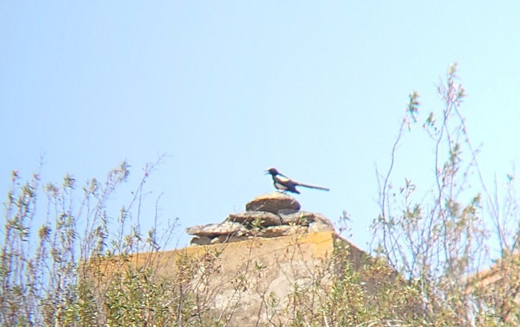 Eurasian Magpie (Iberian) - ML589432711