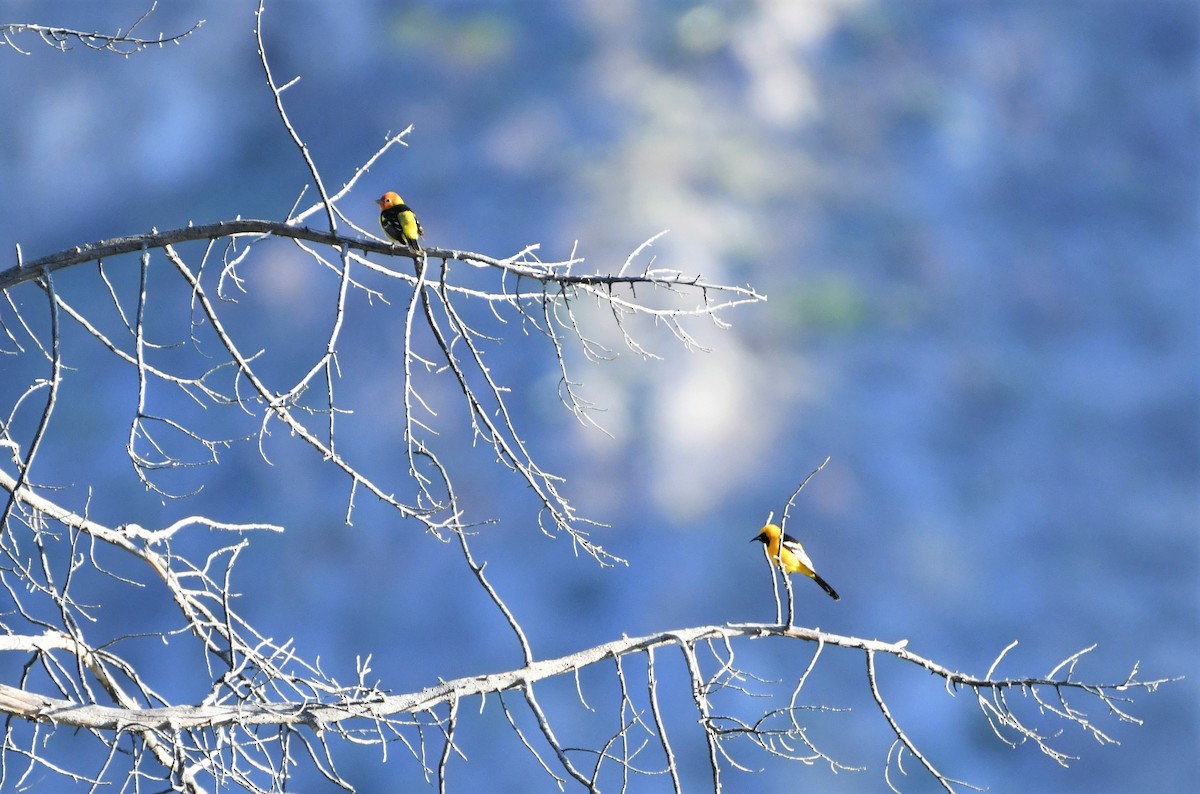 Hooded Oriole - ML589432961