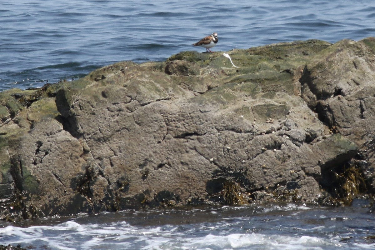 Ruddy Turnstone - ML58943301