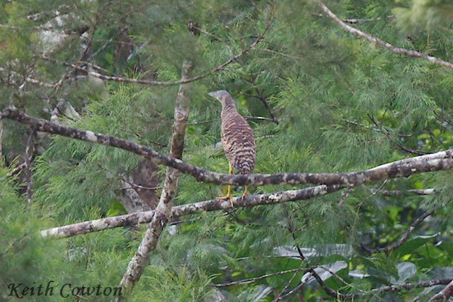 Forest Bittern - Keith Cowton