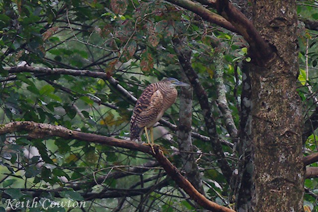 Forest Bittern - ML589433381