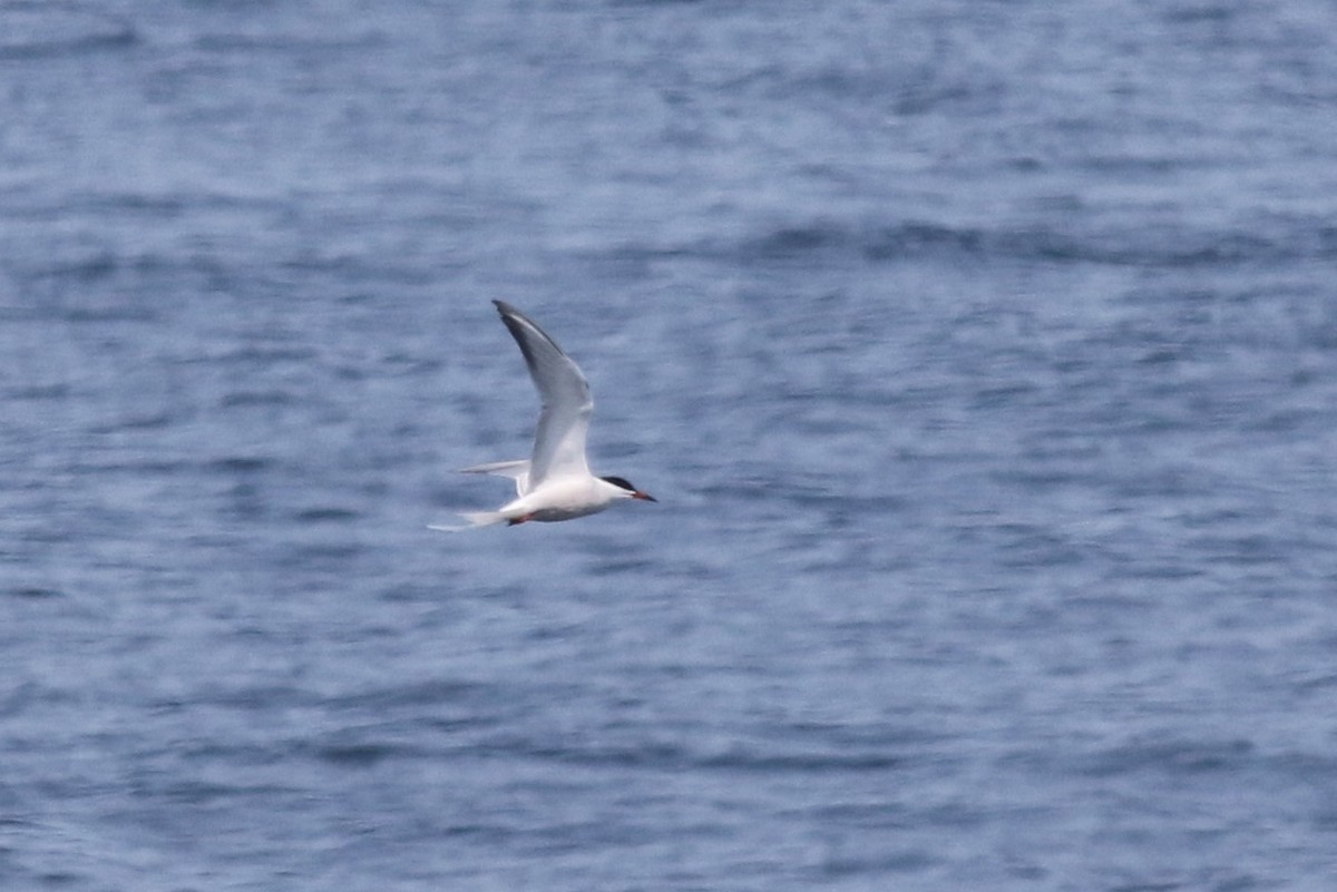 Common Tern - ML58943361