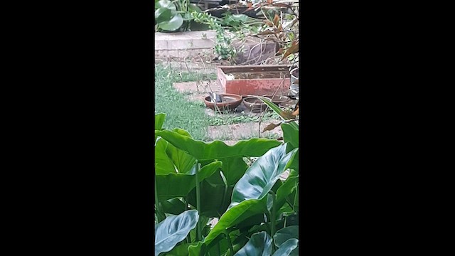 鵲鴝 - ML589433631