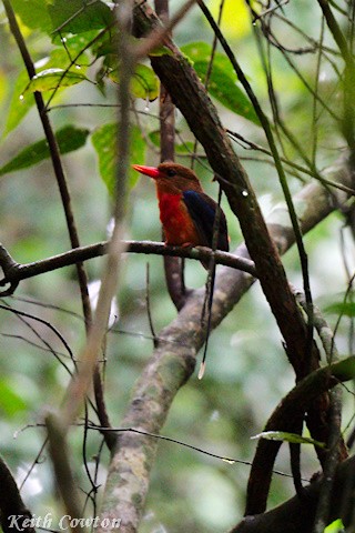 Brown-headed Paradise-Kingfisher - ML589433761