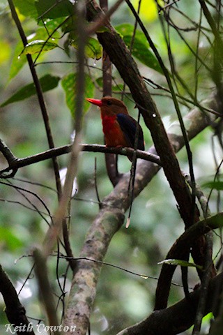 Brown-headed Paradise-Kingfisher - Keith Cowton