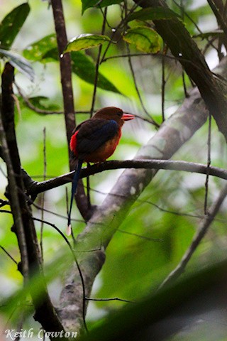 Brown-headed Paradise-Kingfisher - ML589433781