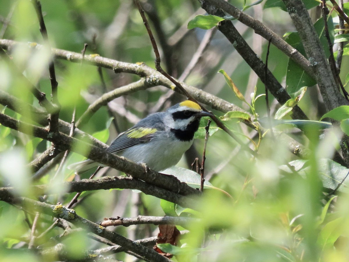 Golden-winged Warbler - David and Regan Goodyear