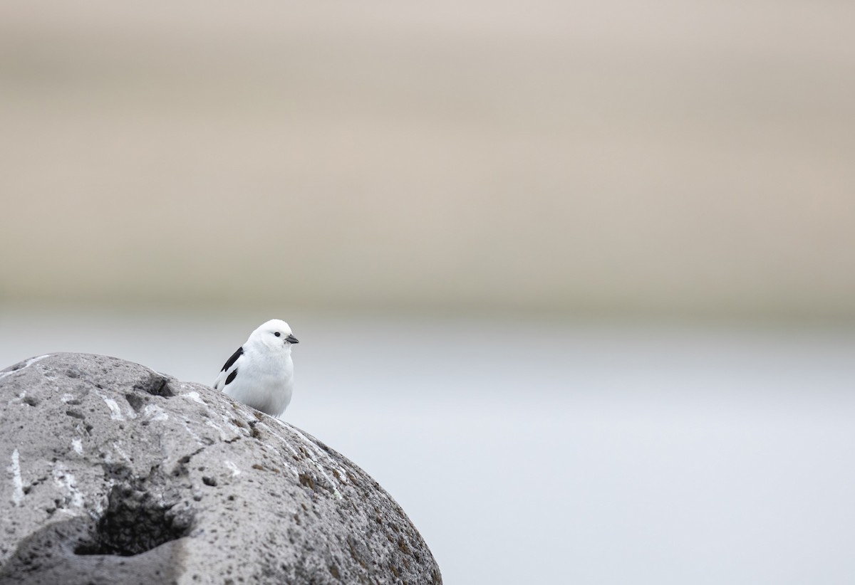 Snow Bunting - ML589434521