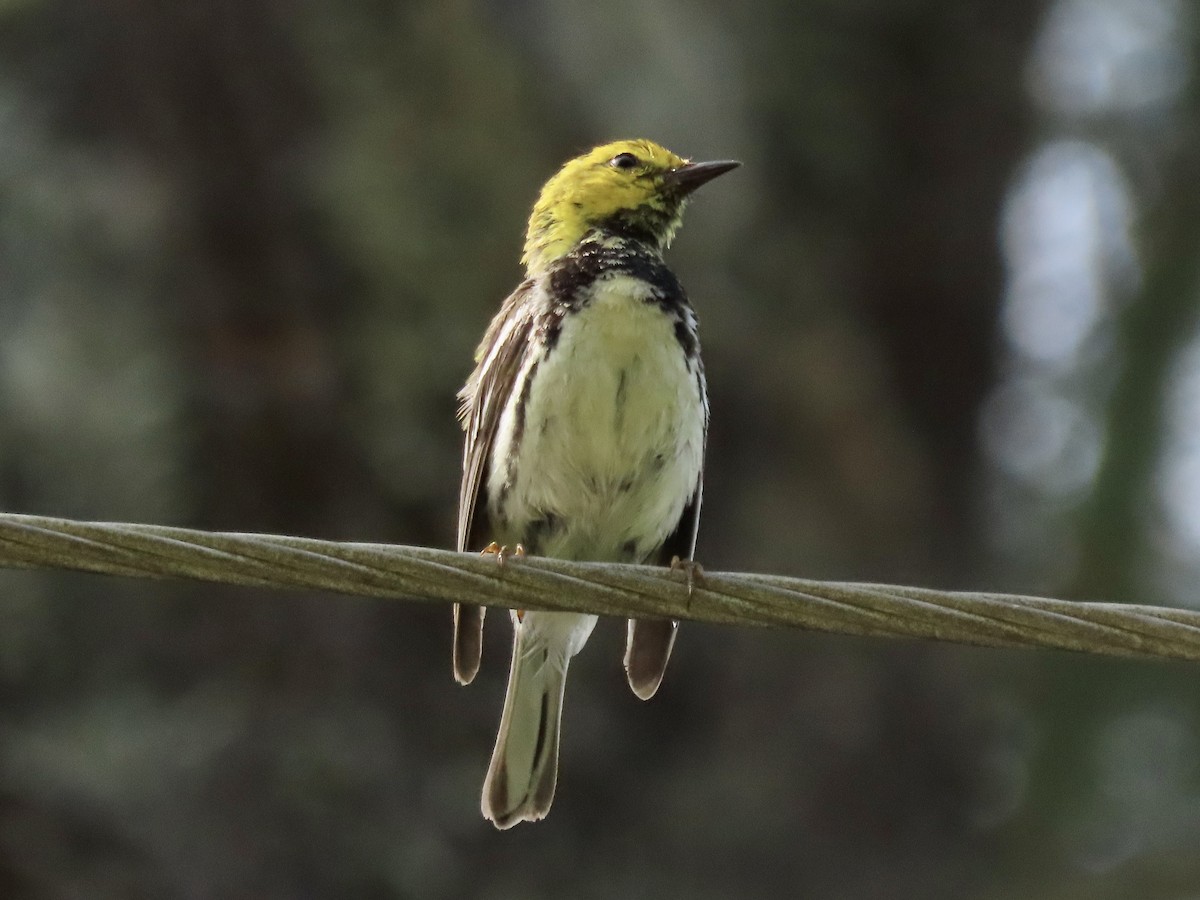 Black-throated Green Warbler - David and Regan Goodyear