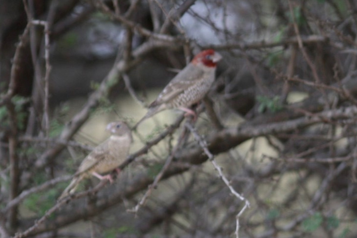 Red-headed Finch - ML589434901