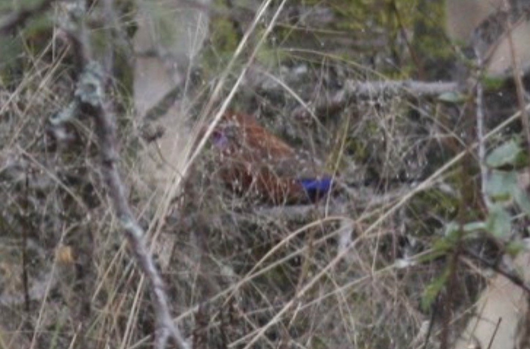 Violet-eared Waxbill - ML589434931