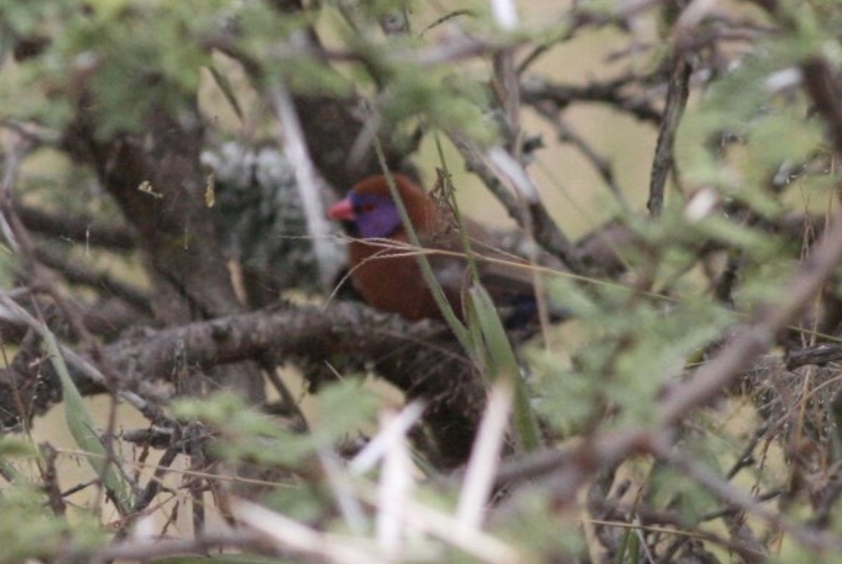 Violet-eared Waxbill - ML589434941