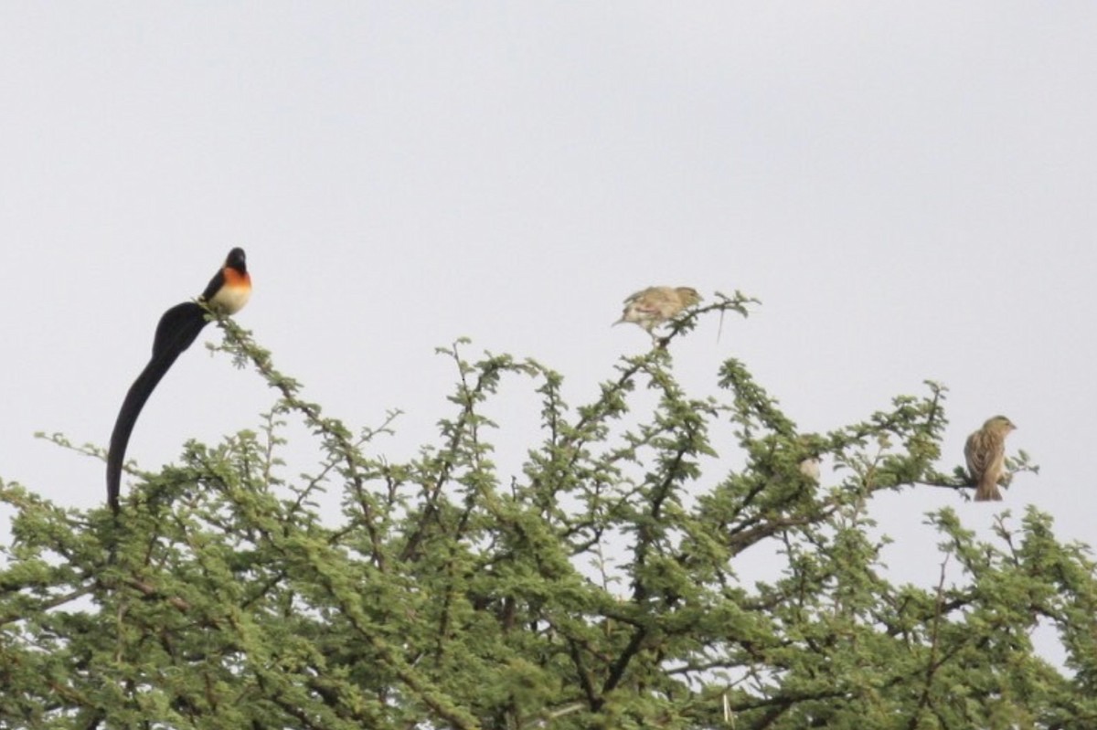 Eastern Paradise-Whydah - ML589434961