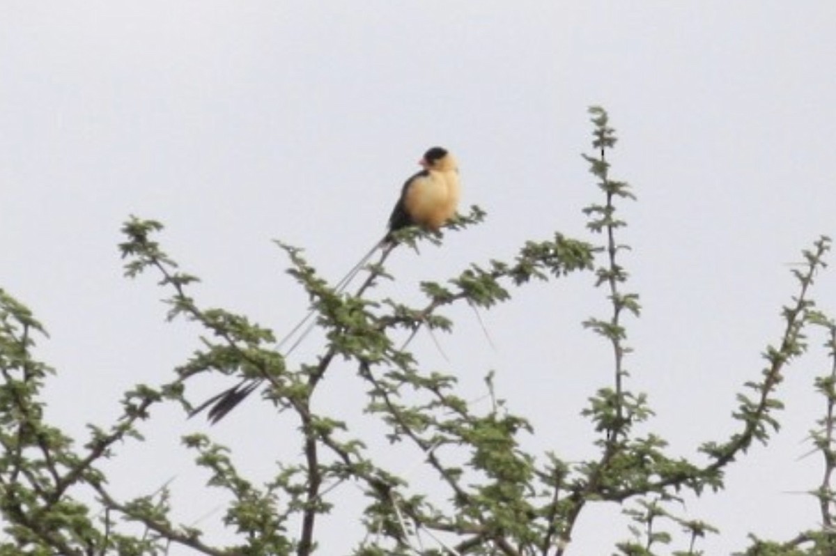 Shaft-tailed Whydah - ML589435001