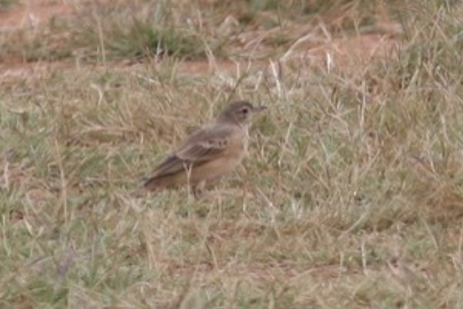 Pipit du Vaal - ML589435011