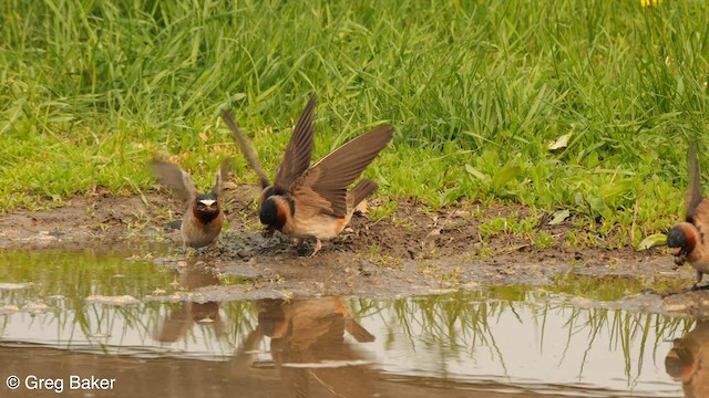 Golondrina Risquera (grupo pyrrhonota) - ML589435041