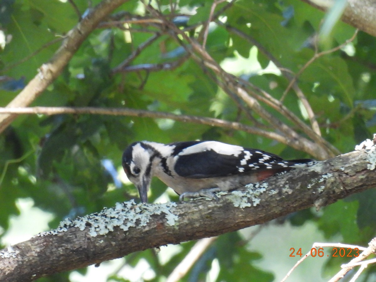 Great Spotted Woodpecker - Mário Agostinho