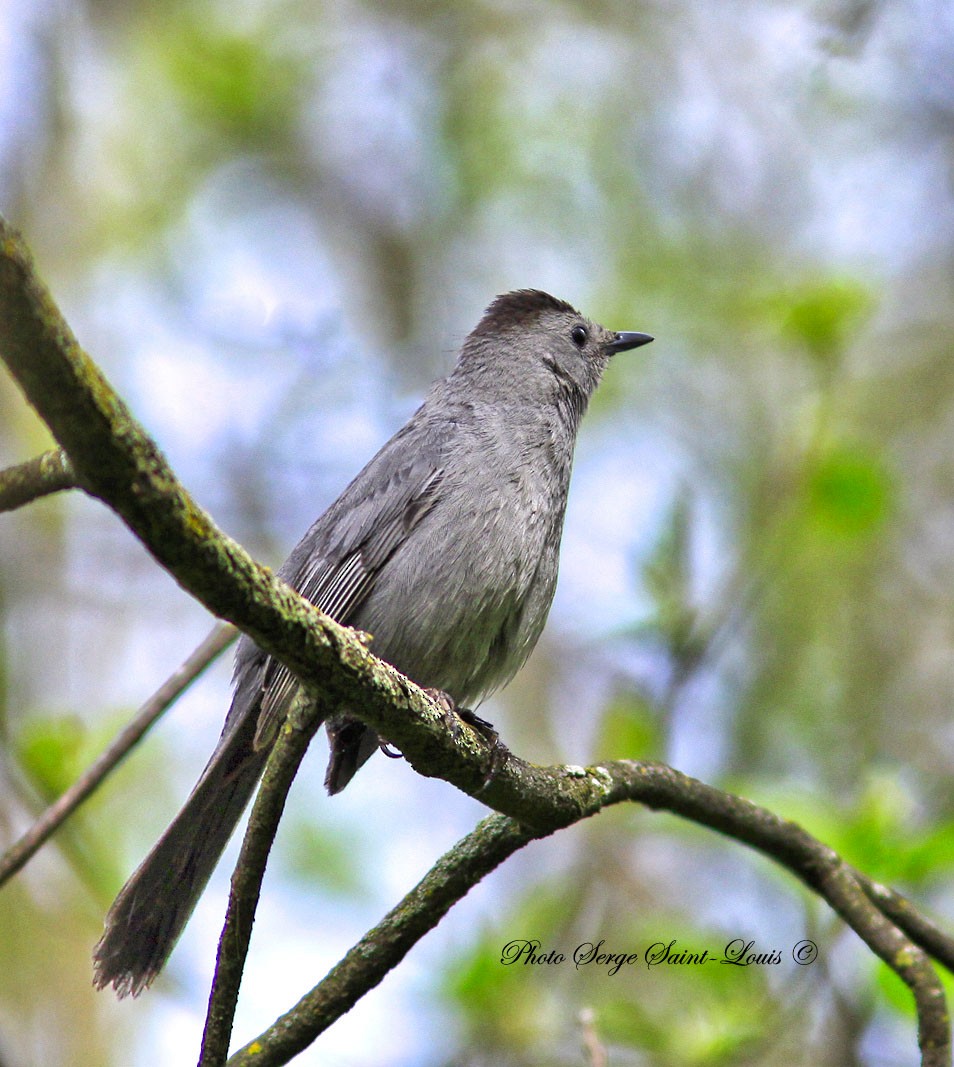 Gray Catbird - ML58943621