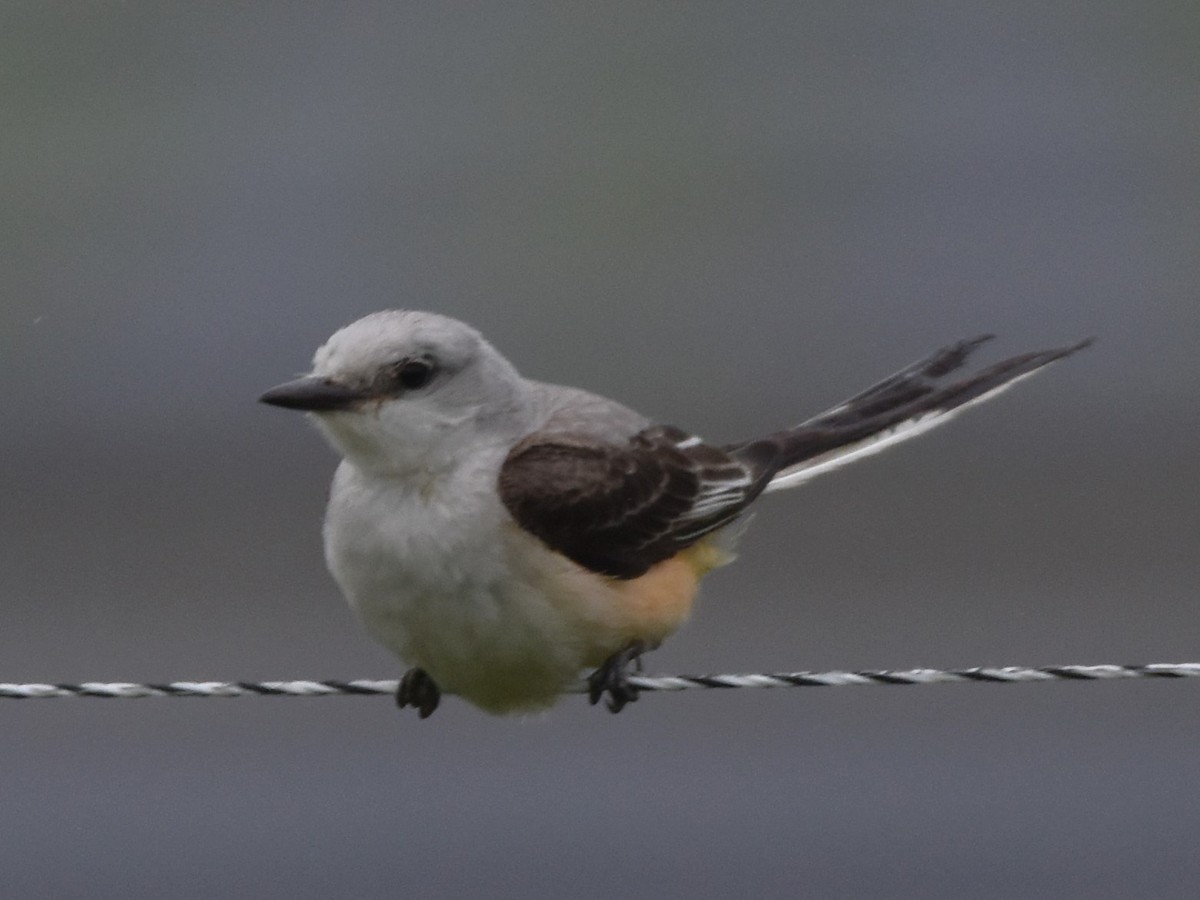 Scissor-tailed Flycatcher - ML589436361