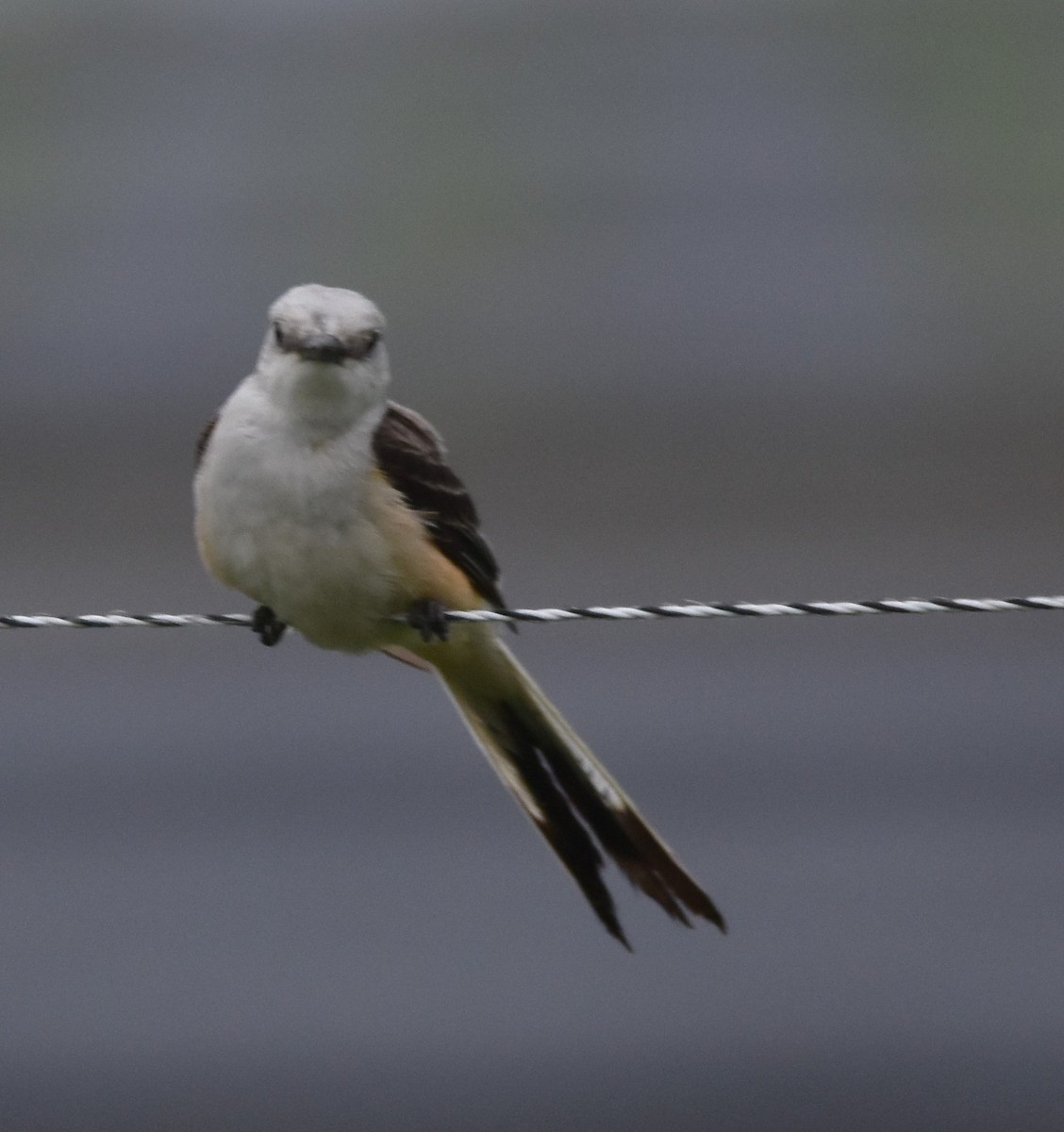 Scissor-tailed Flycatcher - ML589436371