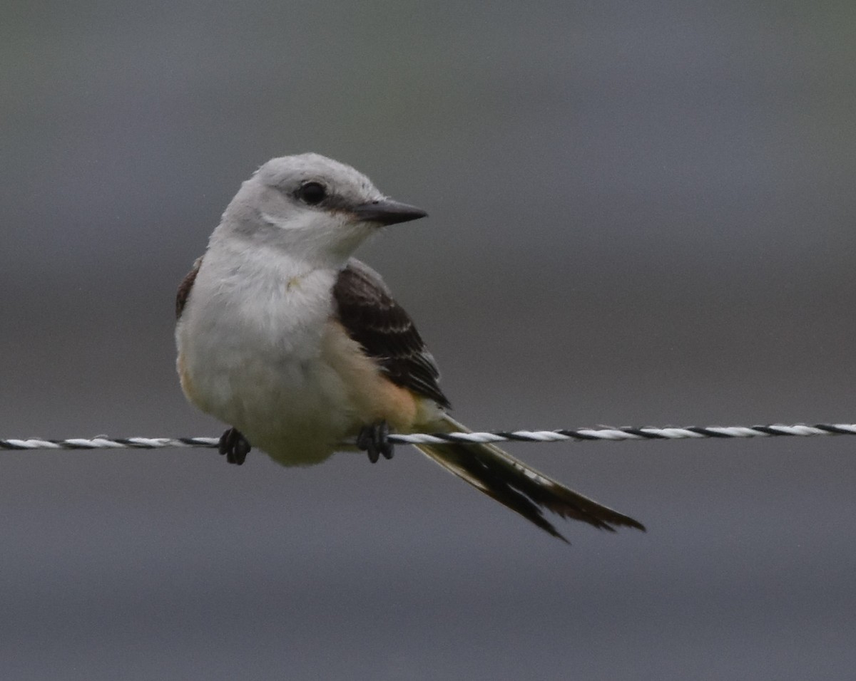 Scissor-tailed Flycatcher - ML589436381