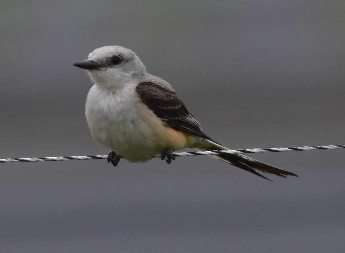 Scissor-tailed Flycatcher - ML589436391