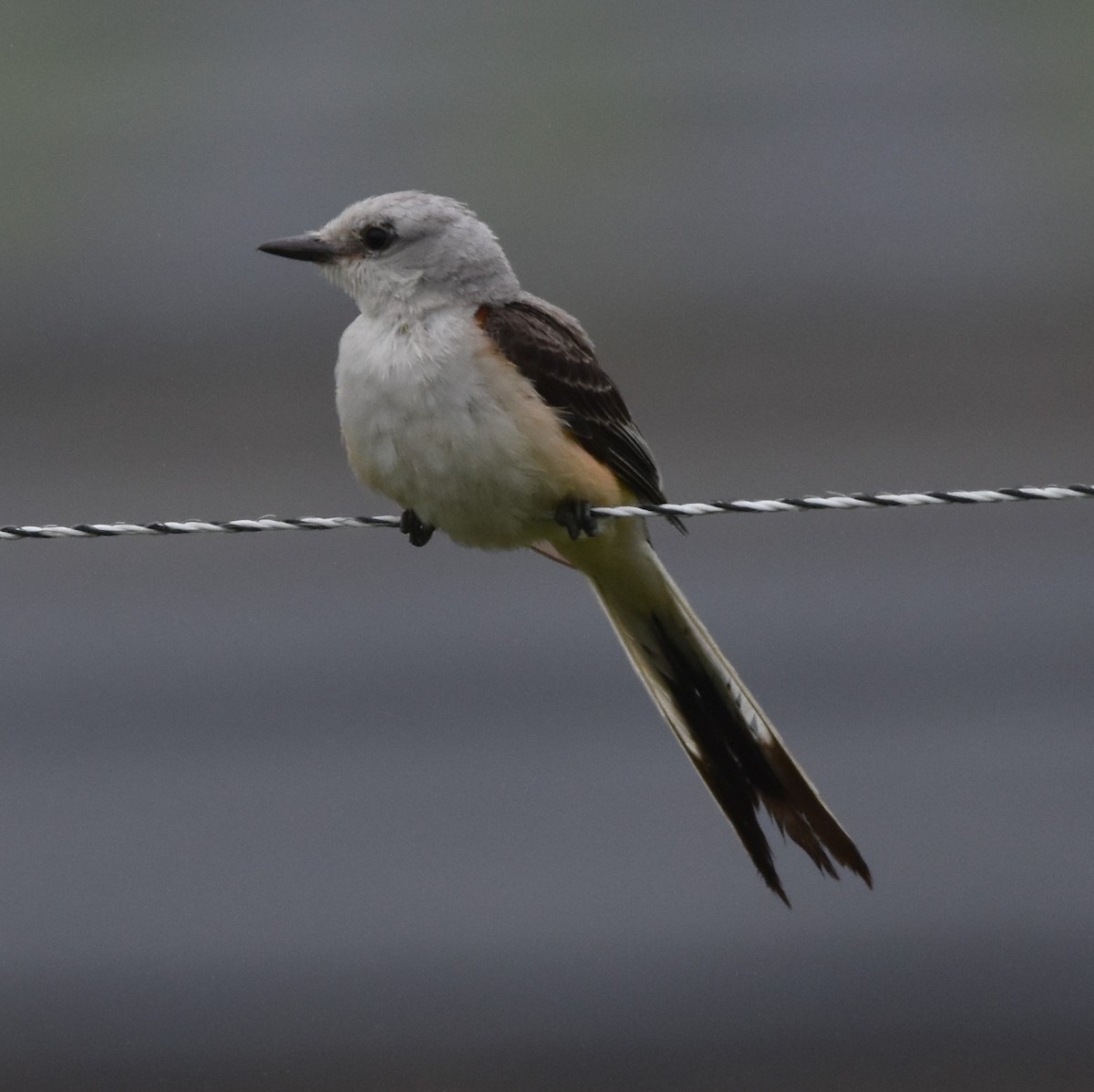 Scissor-tailed Flycatcher - ML589436401