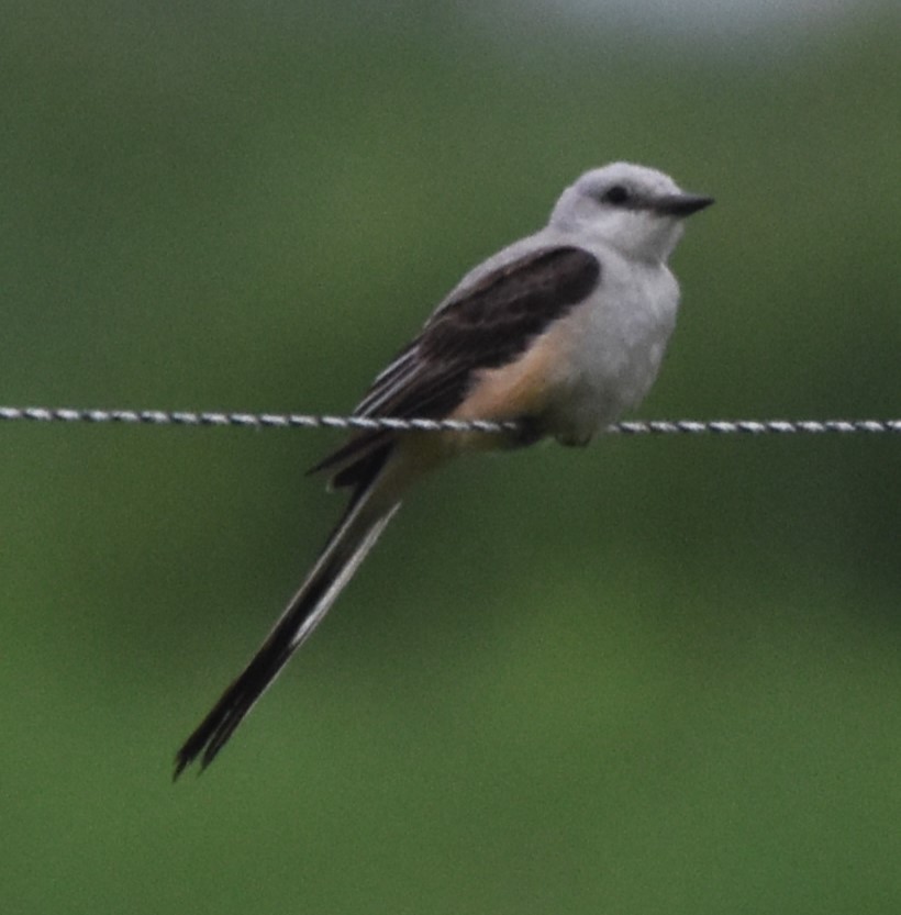 Scissor-tailed Flycatcher - ML589436411