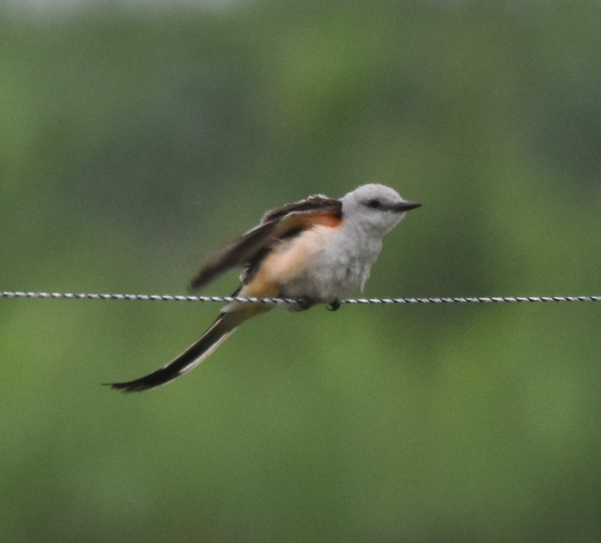 Scissor-tailed Flycatcher - ML589436421