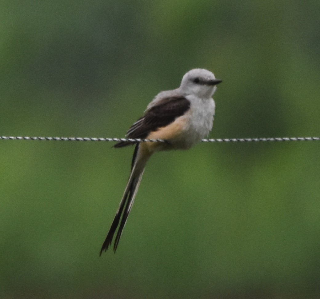 Scissor-tailed Flycatcher - ML589436431