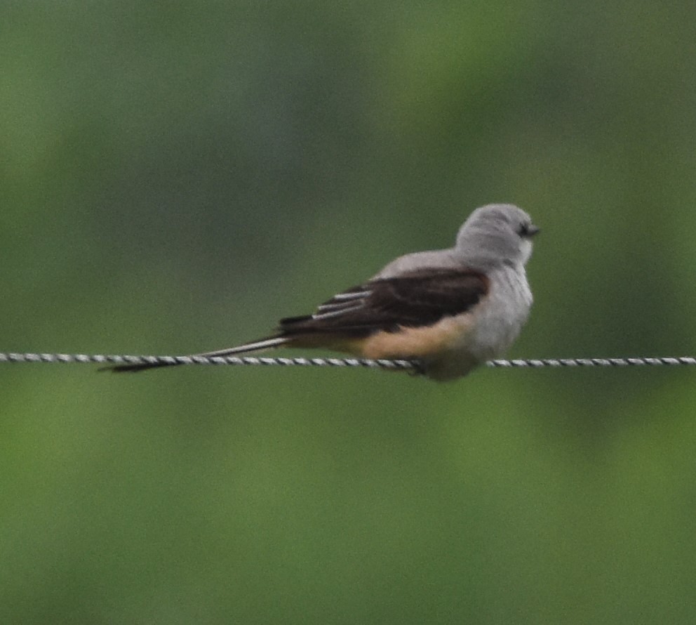 Scissor-tailed Flycatcher - ML589436441
