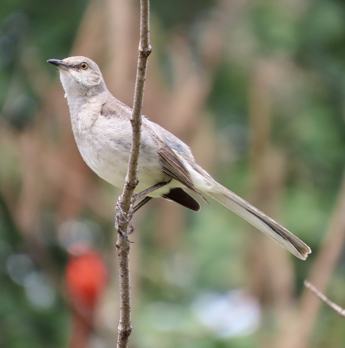 Northern Mockingbird - ML589437671