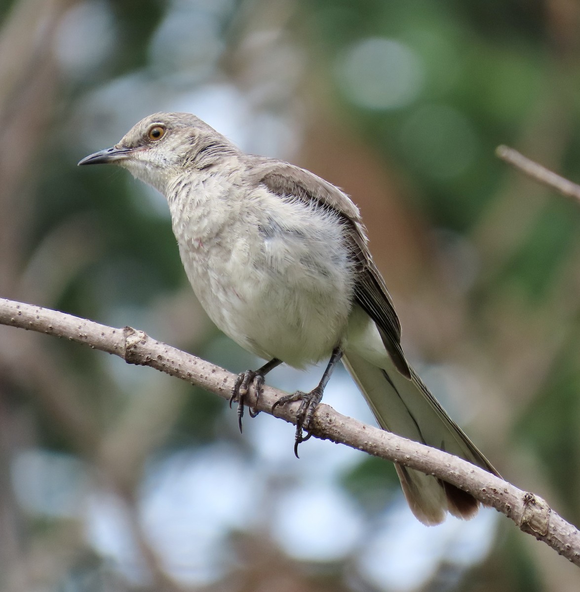 Northern Mockingbird - ML589437691