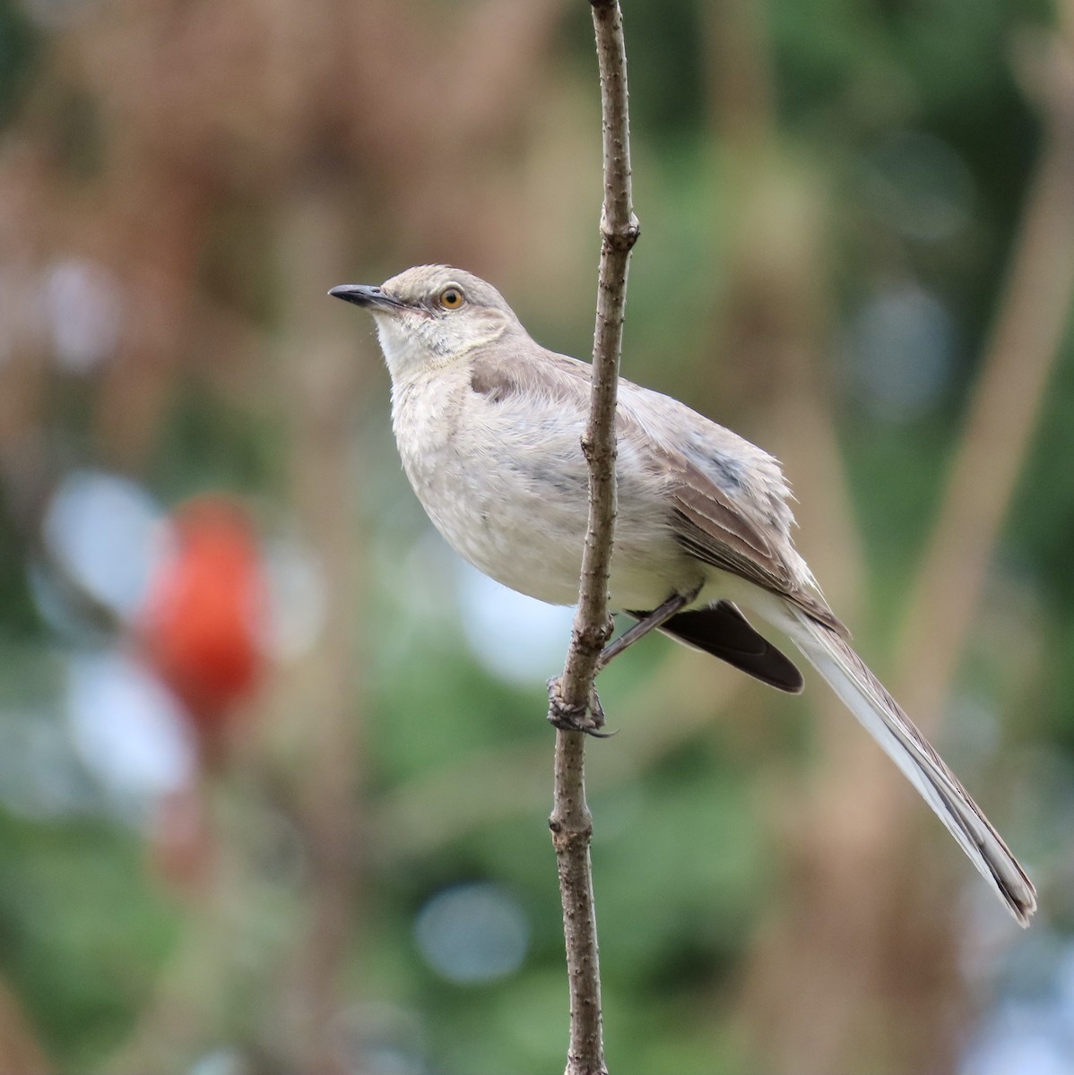 Northern Mockingbird - ML589437701