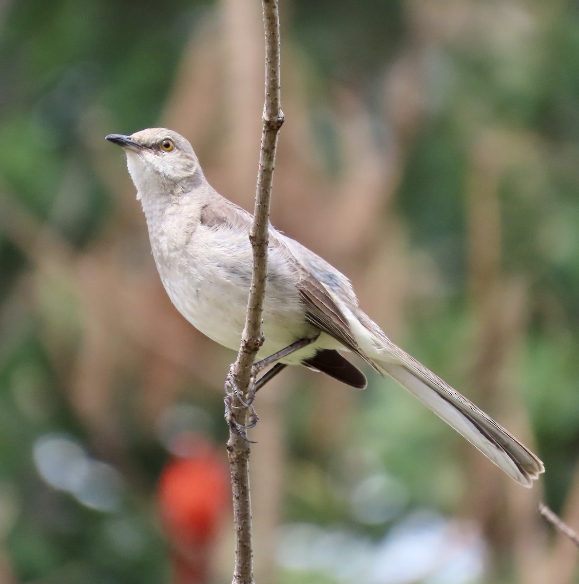 Northern Mockingbird - ML589437711