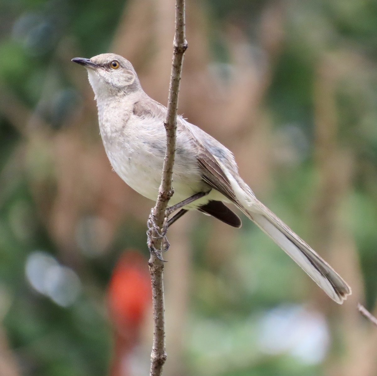 Northern Mockingbird - ML589437721